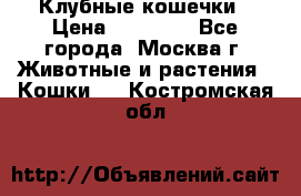 Клубные кошечки › Цена ­ 10 000 - Все города, Москва г. Животные и растения » Кошки   . Костромская обл.